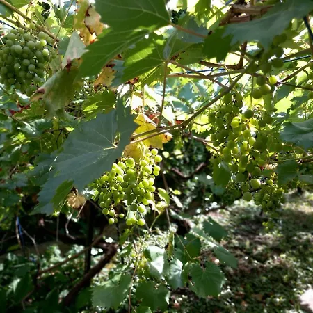 Kisfaludy House Apartmán